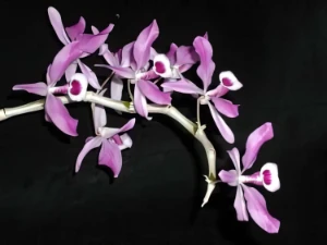 Bild von Dendrobium lituiflorum 1